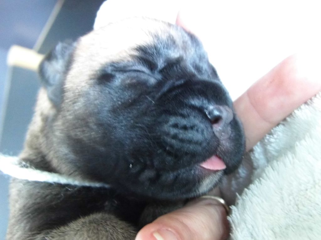 Des Trésors De Massiol - Bullmastiff - Portée née le 09/07/2020