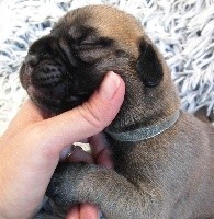 CHIOT