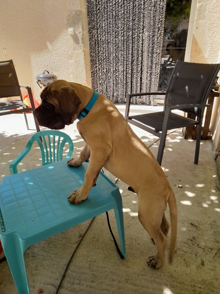 Des Trésors De Massiol - Chiots disponibles - Bullmastiff